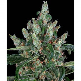 Barney's Farm Laughing Buddha Seeds 3 Stk.