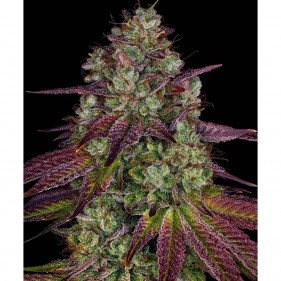Barney's Farm Mimosa EVO Seeds 3 Stk.