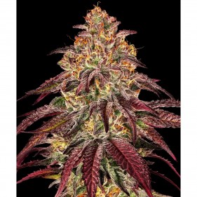 Barney's Farm Mimosa x Orange Punch Auto Seeds 3 Stk.