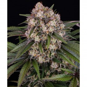 Barney's Farm OG Kush Auto Seeds 3 Stk.