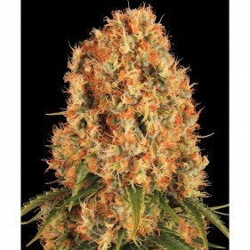 Barney's Farm Orange Sherbert Seeds 3 Stk.