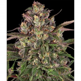 Barney's Farm Peyote Critical Seeds 3 Stk.