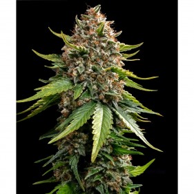 Barney's Farm White Widow XXL Auto Seeds 3 Stk.