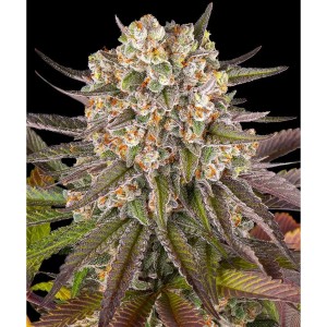 Barney's Farm Limoncello Cannabis Samen Seeds
