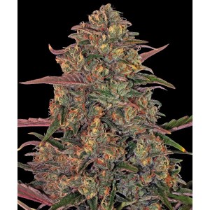 Barney's Farm Pineapple Chunk Cannabis Samen Seeds