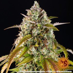 Barney's Farm Pineapple Express Auto Cannabis Samen Seeds