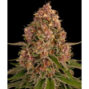 Barney's Farm Pink Kush Cannabis Samen Seeds