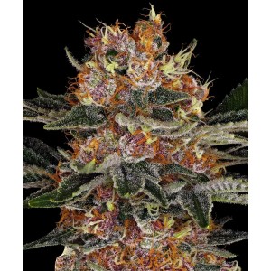 Barney's Farm Purple Punch Auto Cannabis Samen Seeds