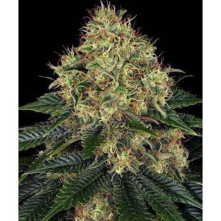 Barney's Farm Skywalker OG Auto Cannabis Samen Seeds