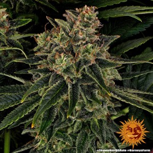 Barney's Farm Skywalker OG Auto Cannabis Samen Seeds