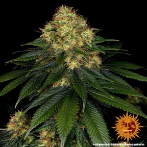 Barney's Farm Skywalker OG Auto Cannabis Samen Seeds