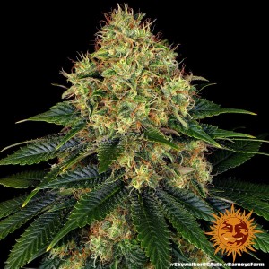 Barney's Farm Skywalker OG Auto Cannabis Samen Seeds