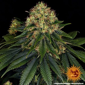 Barney's Farm Skywalker OG Auto Cannabis Samen Seeds