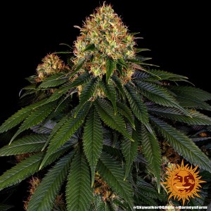 Barney's Farm Skywalker OG Auto Cannabis Samen Seeds