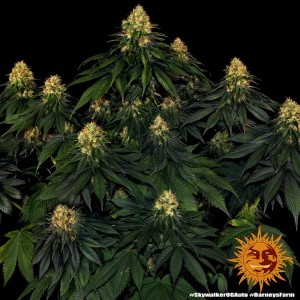 Barney's Farm Skywalker OG Auto Cannabis Samen Seeds