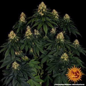 Barney's Farm Skywalker OG Auto Cannabis Samen Seeds