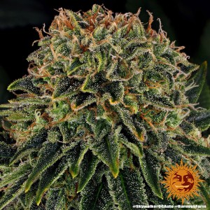 Barney's Farm Skywalker OG Auto Cannabis Samen Seeds