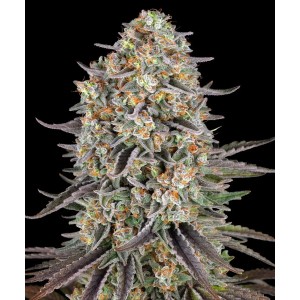 Barney's Farm Sour Strawberry Cannabis Samen Seeds