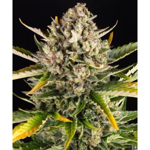 Barney's Farm Strawberry Cheesecake Cannabis Samen Seeds