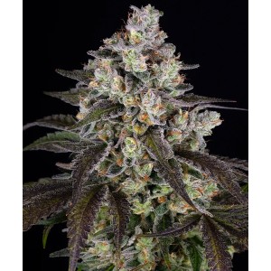 Barney's Farm Trainwreck Cannabis Samen Seeds