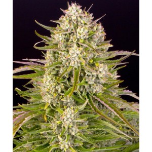 Barney's Farm Wedding Cake Auto Cannabis Samen Seeds