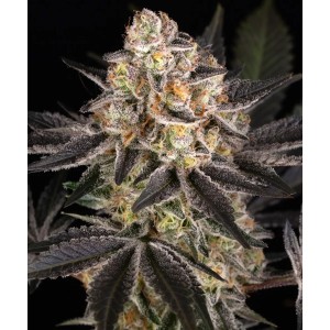 Barney's Farm White Runtz Cannabis Samen Seeds