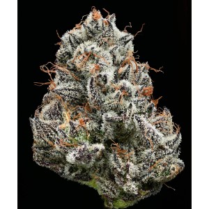 Barney's Farm Black Cherry Gushers Cannabis Samen Seeds