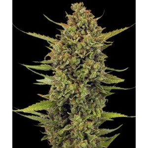 Barney's Farm Acapulco Gold Cannabis Samen Seeds