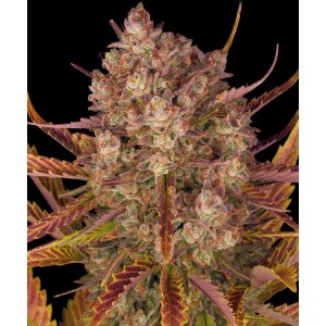 Barney's Farm Dos Si Dos Auto Cannabis Samen Seeds