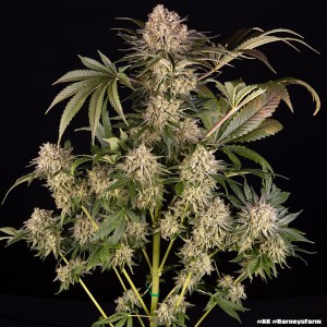 Barney's Farm AK Feminisierte Cannabis-Samen 3 Stk.