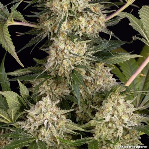 Barney's Farm AK Feminisierte Cannabis-Samen 3 Stk.