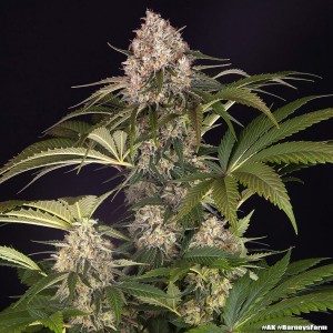 Barney's Farm AK Feminisierte Cannabis-Samen 3 Stk.