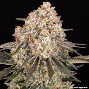 Barney's Farm AK Feminisierte Cannabis-Samen 3 Stk.