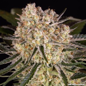 Barney's Farm AK Feminisierte Cannabis-Samen 3 Stk.