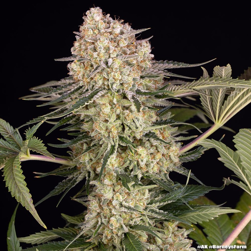 Barney's Farm AK Feminisierte Cannabis-Samen 3 Stk.