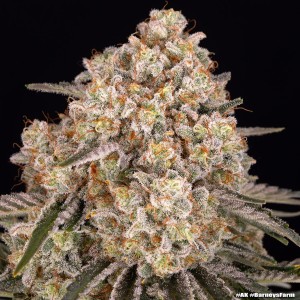 Barney's Farm AK Feminisierte Cannabis-Samen 3 Stk.