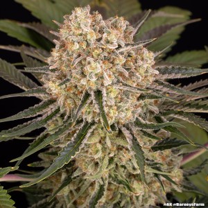Barney's Farm AK Feminisierte Cannabis-Samen 3 Stk.