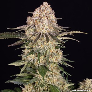 Barney's Farm AK Feminisierte Cannabis-Samen 3 Stk.