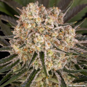 Barney's Farm AK Feminisierte Cannabis-Samen 3 Stk.