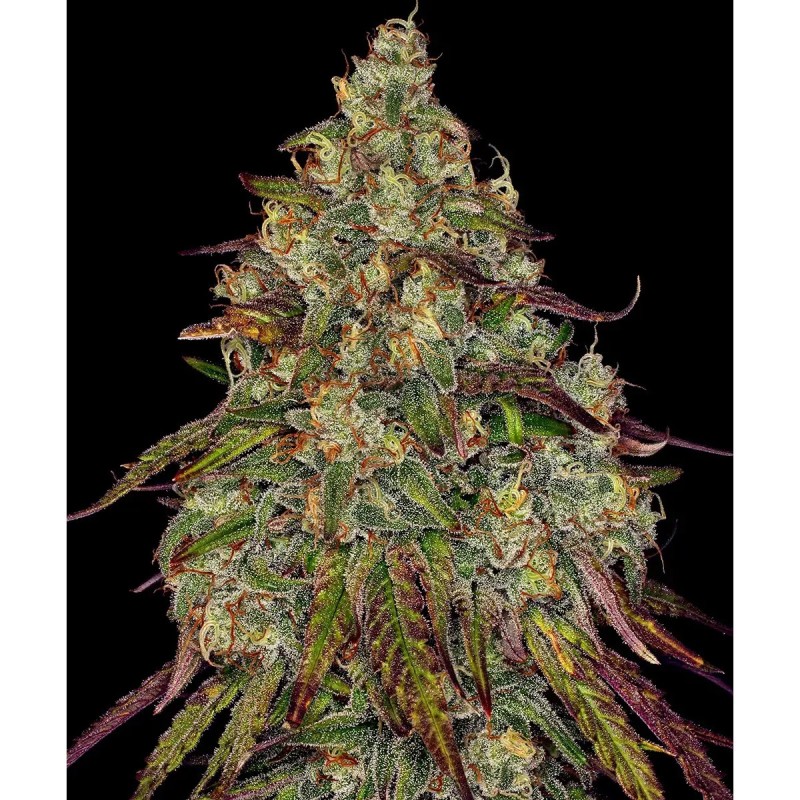 Barney's Farm Amnesia Lemon Cannabis Samen 3 Stk.