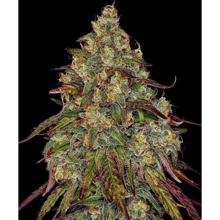 Barney's Farm Amnesia Lemon Cannabis Samen 3 Stk.