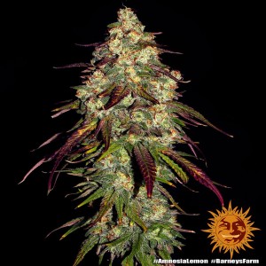Barney's Farm Amnesia Lemon Cannabis Samen 3 Stk.