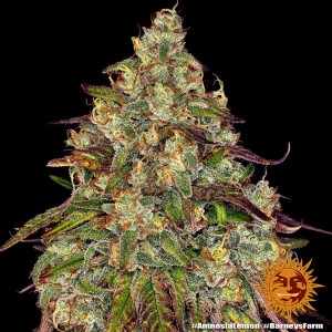 Barney's Farm Amnesia Lemon Cannabis Samen 3 Stk.