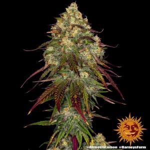 Barney's Farm Amnesia Lemon Cannabis Samen 3 Stk.
