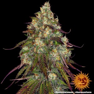 Barney's Farm Amnesia Lemon Cannabis Samen 3 Stk.