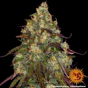 Barney's Farm Amnesia Lemon Cannabis Samen 3 Stk.