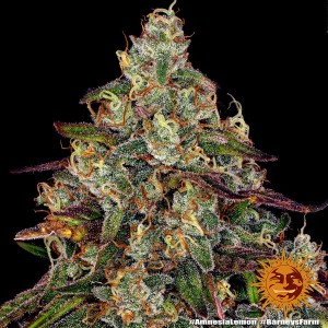 Barney's Farm Amnesia Lemon Cannabis Samen 3 Stk.