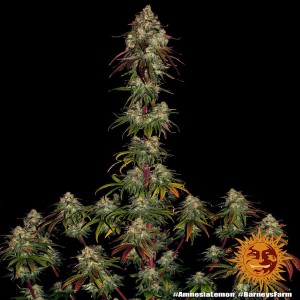 Barney's Farm Amnesia Lemon Cannabis Samen 3 Stk.