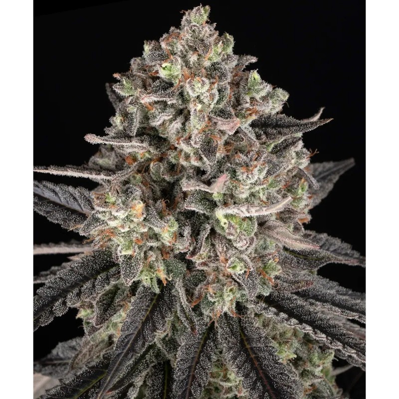Barney's Farm Blue Dream Cannabis Samen 3 Stk.