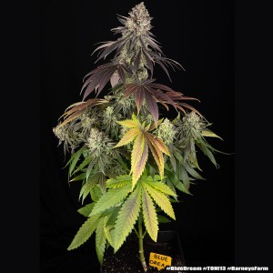 Barney's Farm Blue Dream Cannabis Samen 3 Stk.